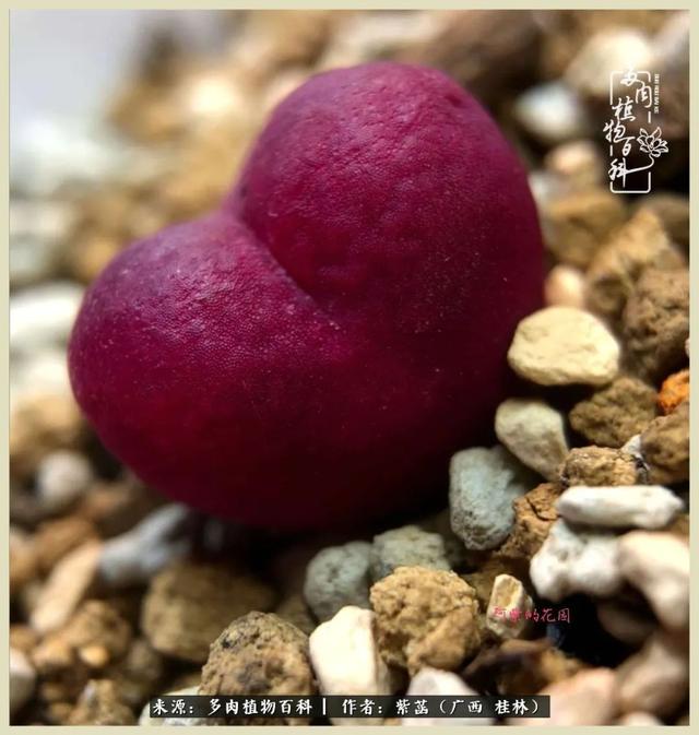 嘟嘟缄默传奇手游
