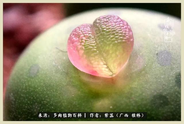 嘟嘟缄默传奇手游