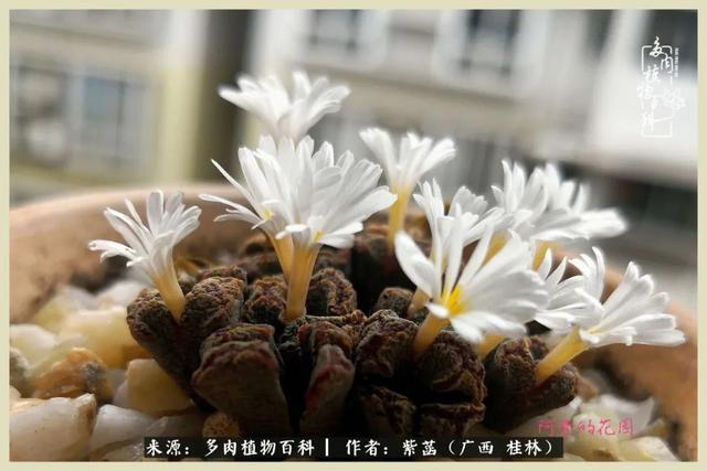 嘟嘟缄默传奇手游