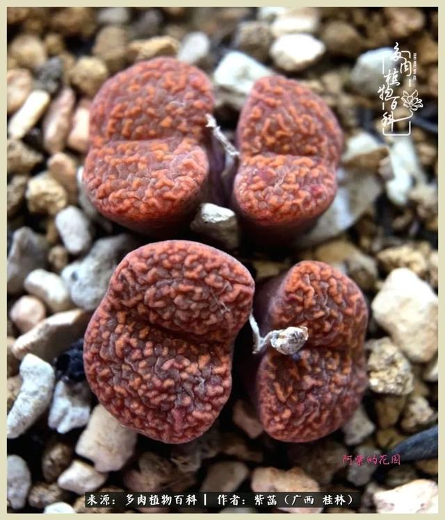 嘟嘟缄默传奇手游