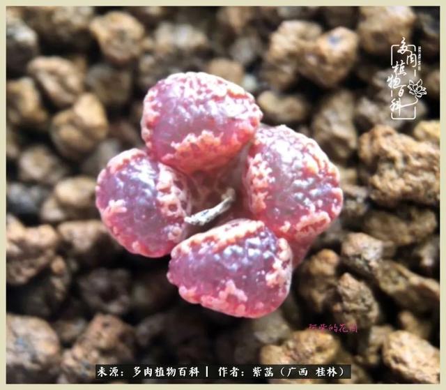 嘟嘟缄默传奇手游