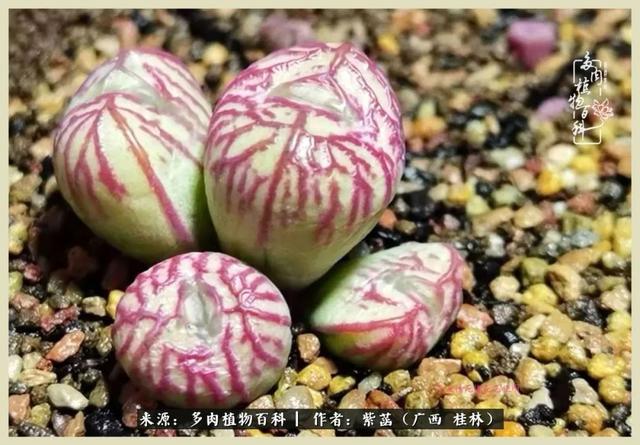 嘟嘟缄默传奇手游