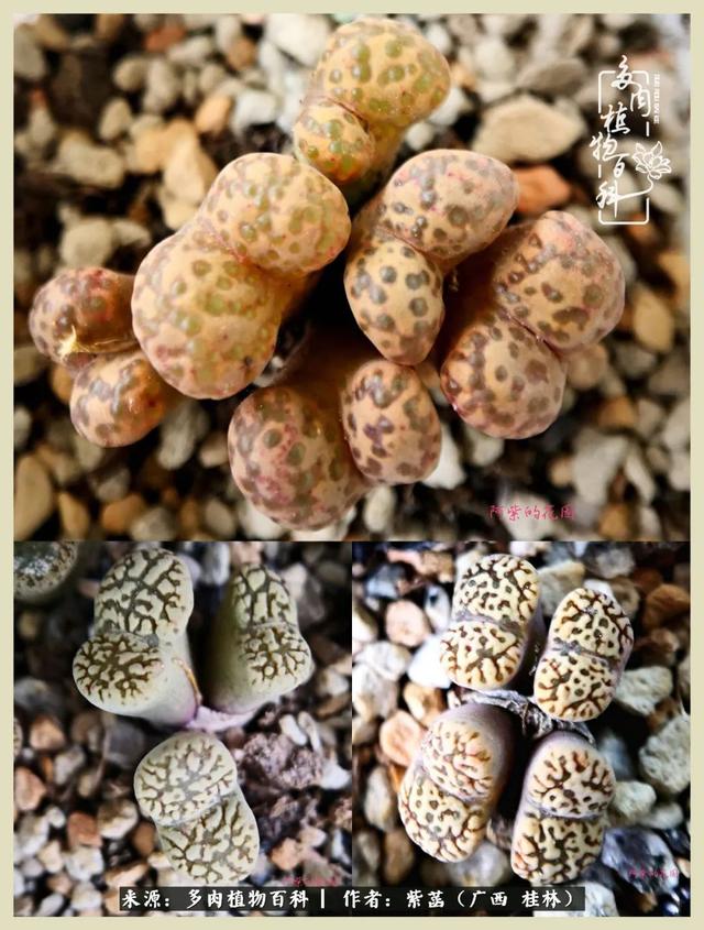 嘟嘟缄默传奇手游