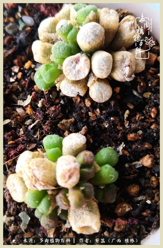 嘟嘟缄默传奇手游