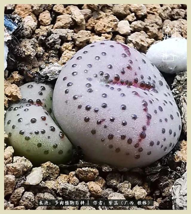 嘟嘟缄默传奇手游