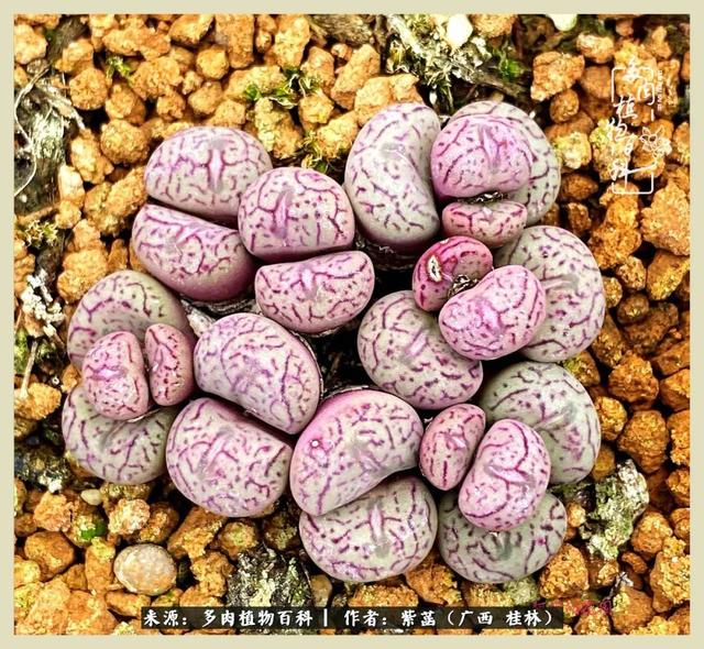 嘟嘟缄默传奇手游