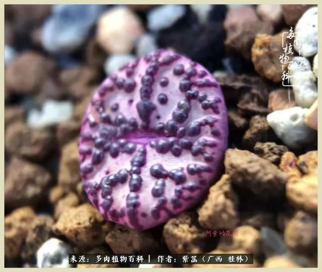 嘟嘟缄默传奇手游