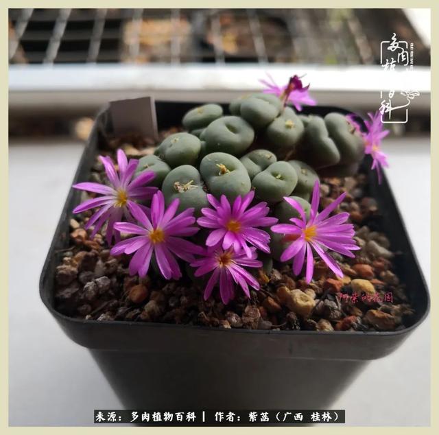 嘟嘟缄默传奇手游