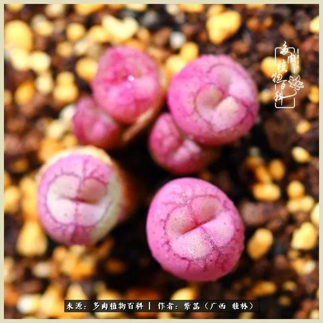 嘟嘟缄默传奇手游