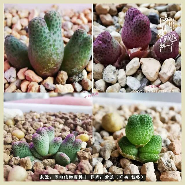 嘟嘟缄默传奇手游