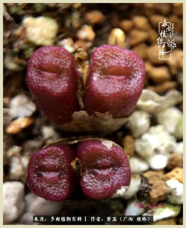 嘟嘟缄默传奇手游