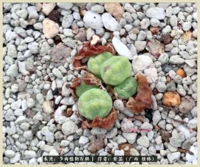 嘟嘟缄默传奇手游