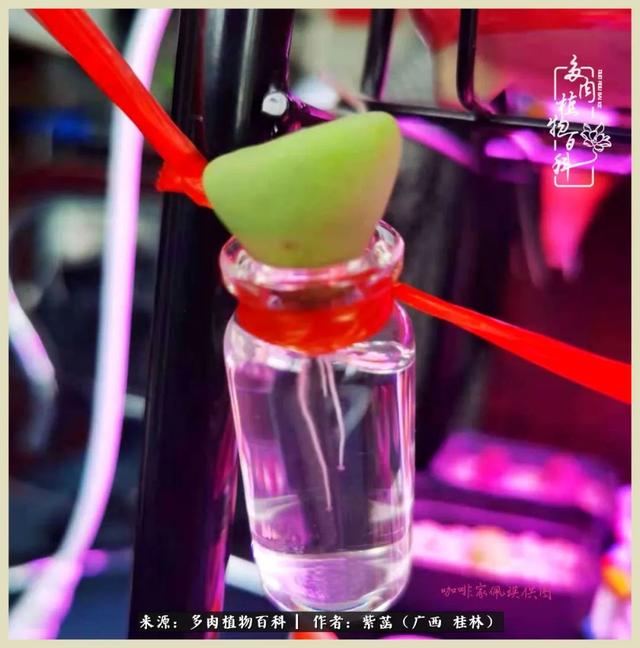 嘟嘟缄默传奇手游