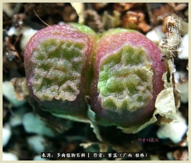 嘟嘟缄默传奇手游