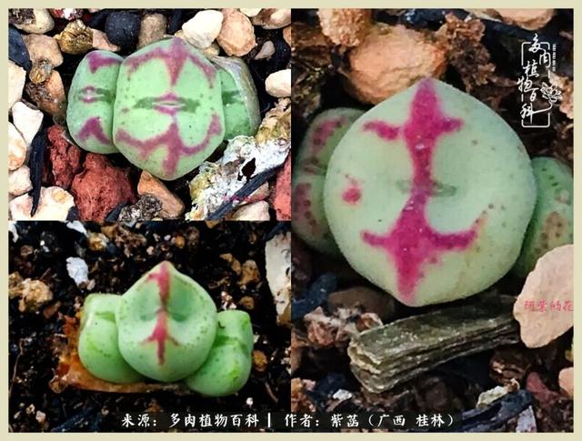 嘟嘟缄默传奇手游