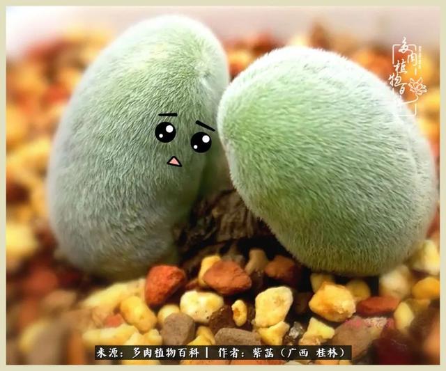 嘟嘟缄默传奇手游