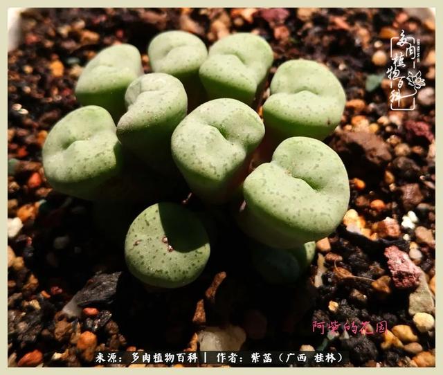嘟嘟缄默传奇手游