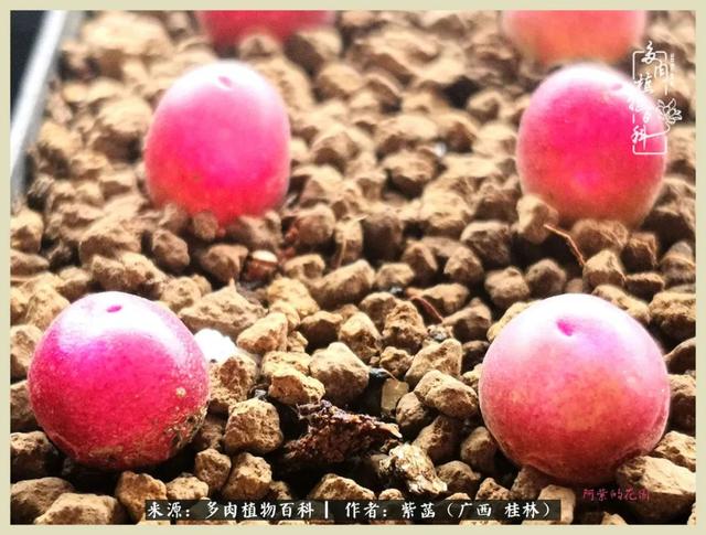 嘟嘟缄默传奇手游