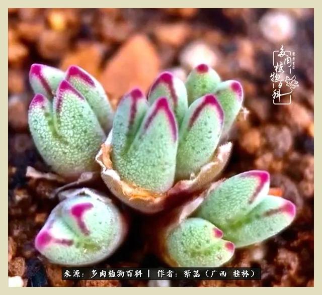 嘟嘟缄默传奇手游