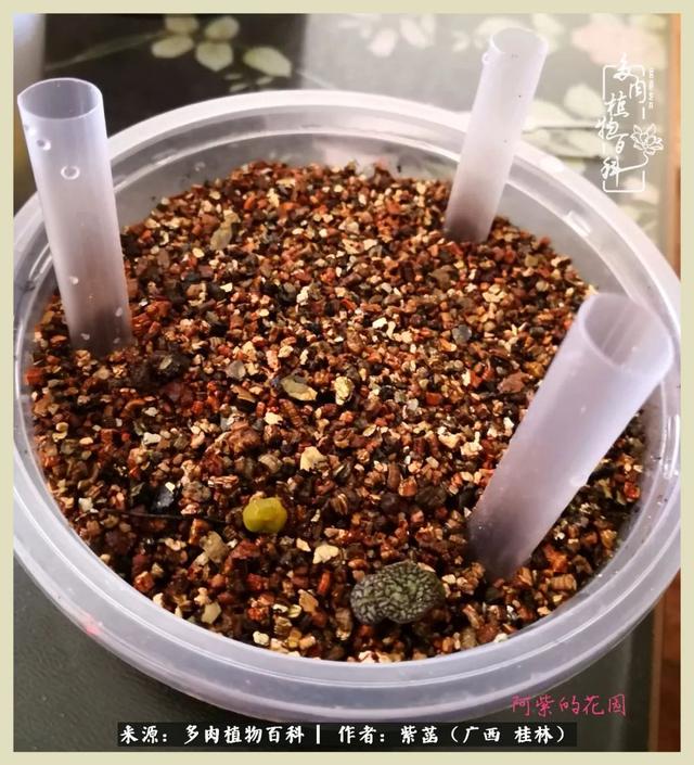 嘟嘟缄默传奇手游