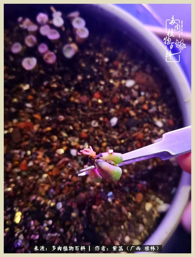 嘟嘟缄默传奇手游