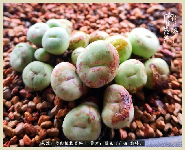 嘟嘟缄默传奇手游