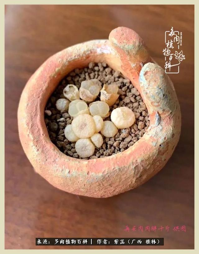 嘟嘟缄默传奇手游