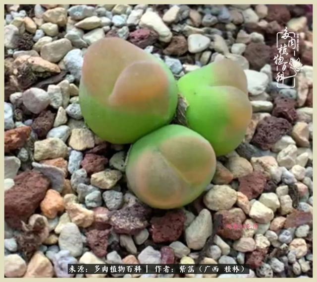嘟嘟缄默传奇手游