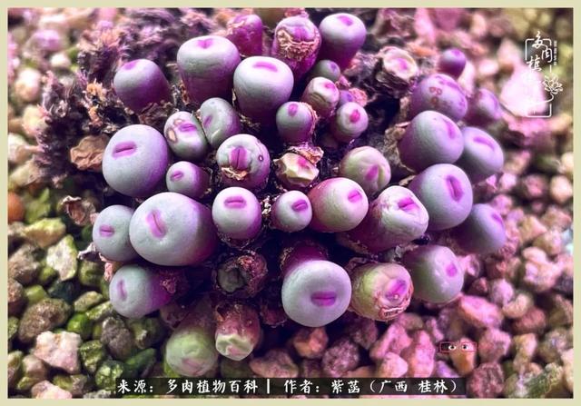 嘟嘟缄默传奇手游