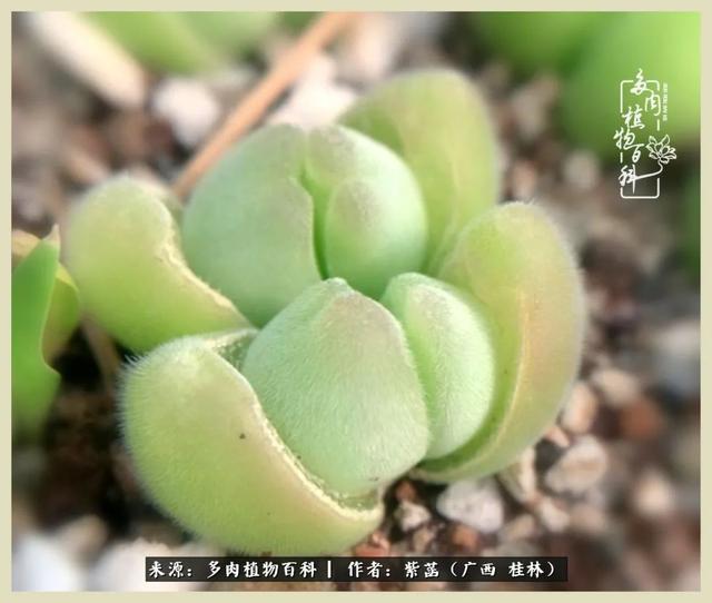 嘟嘟缄默传奇手游
