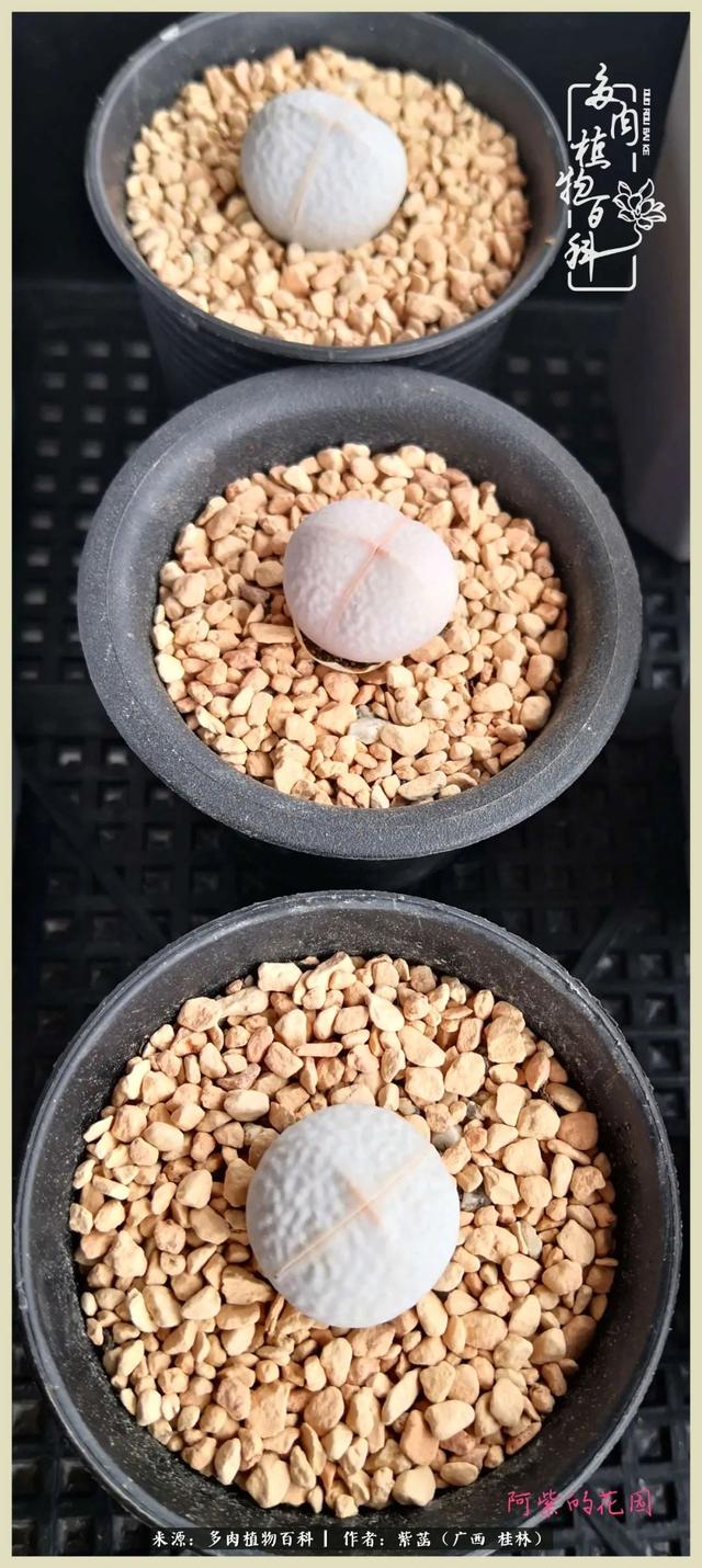 嘟嘟缄默传奇手游
