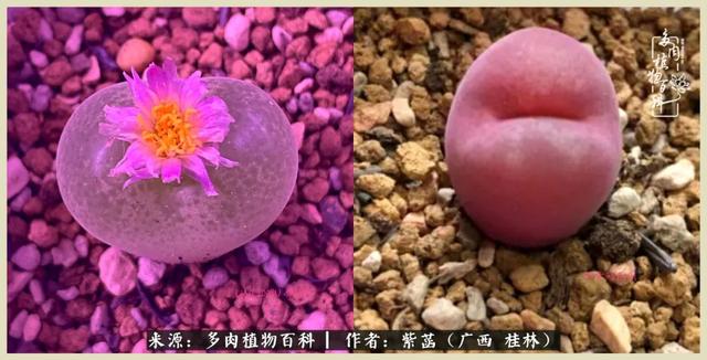 嘟嘟缄默传奇手游