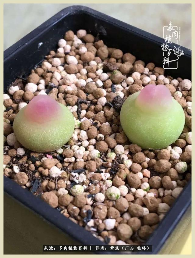 嘟嘟缄默传奇手游