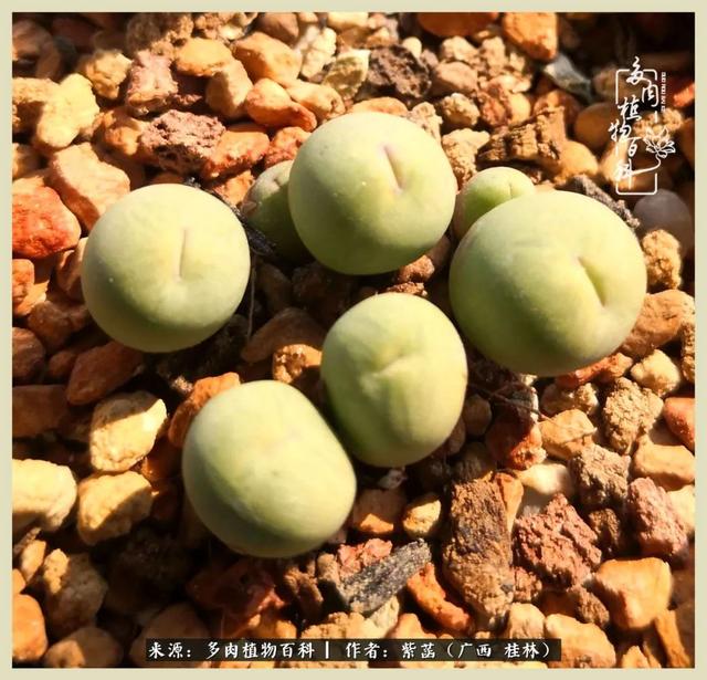 嘟嘟缄默传奇手游