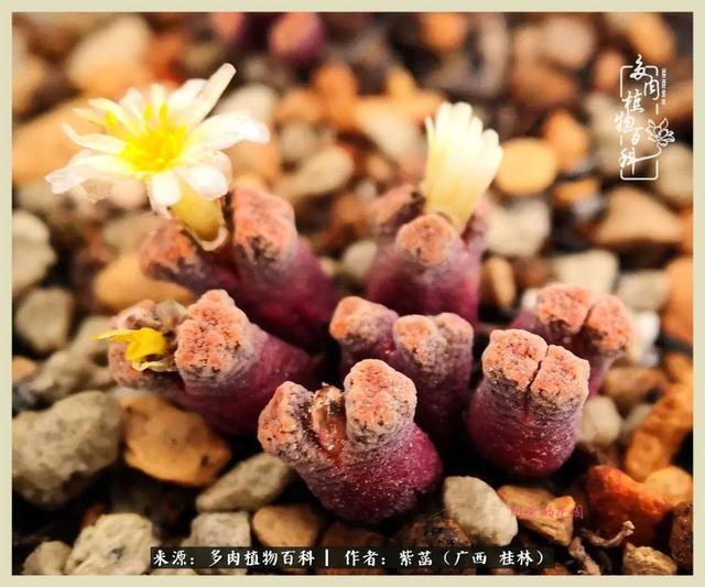 嘟嘟缄默传奇手游