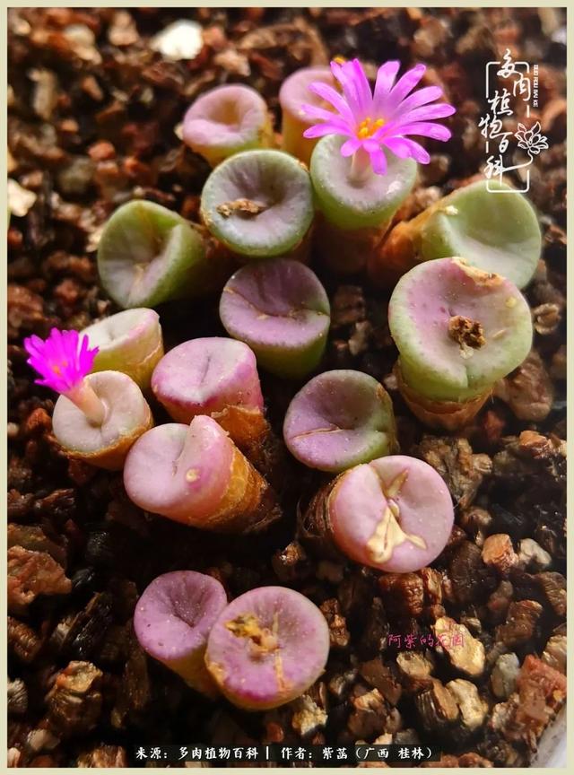 嘟嘟缄默传奇手游