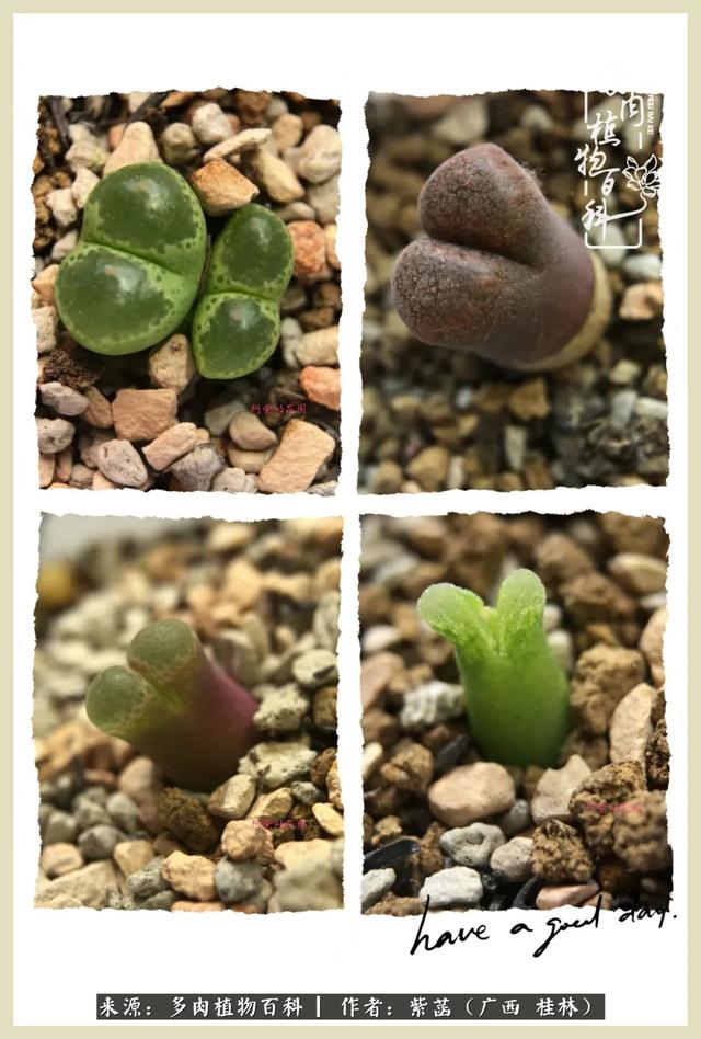 嘟嘟缄默传奇手游