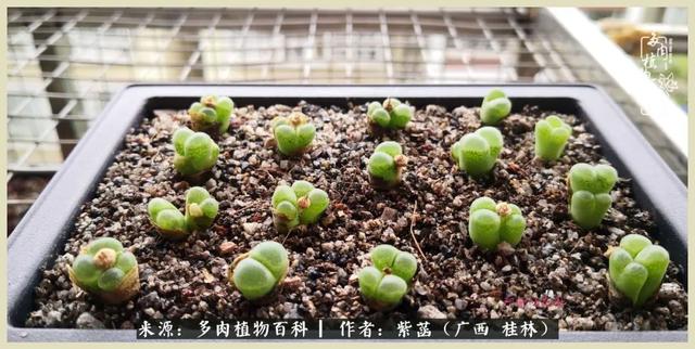 嘟嘟缄默传奇手游