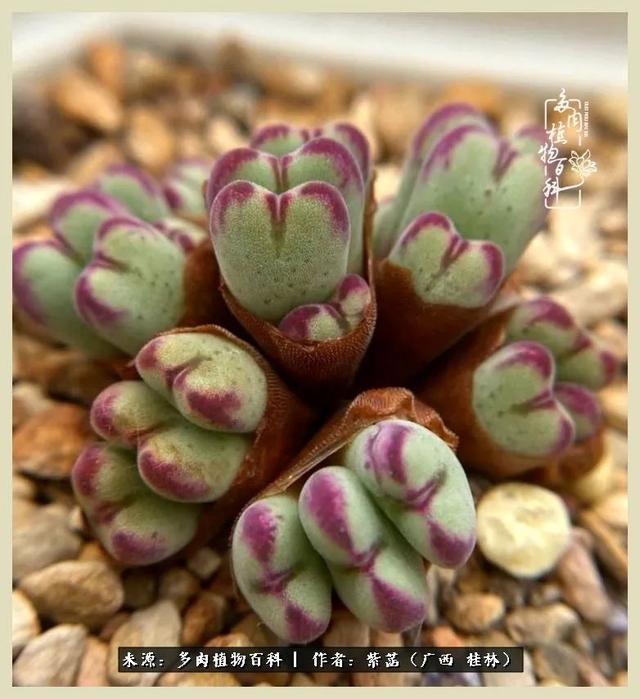 嘟嘟缄默传奇手游