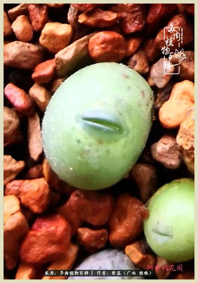 嘟嘟缄默传奇手游