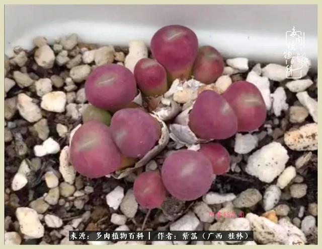 嘟嘟缄默传奇手游