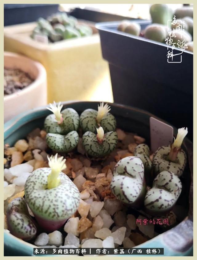 嘟嘟缄默传奇手游