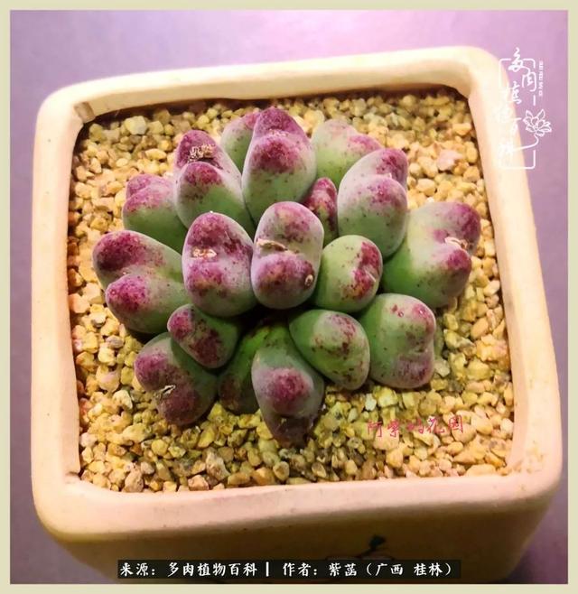 嘟嘟缄默传奇手游