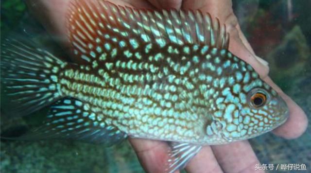 七彩杀神恶魔传奇手游