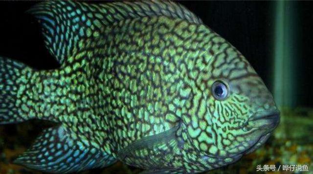 七彩杀神恶魔传奇手游