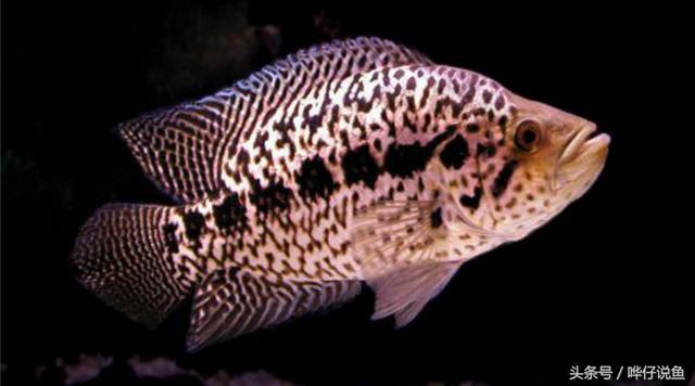 七彩杀神恶魔传奇手游