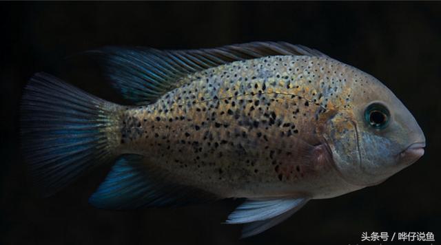 七彩杀神恶魔传奇手游