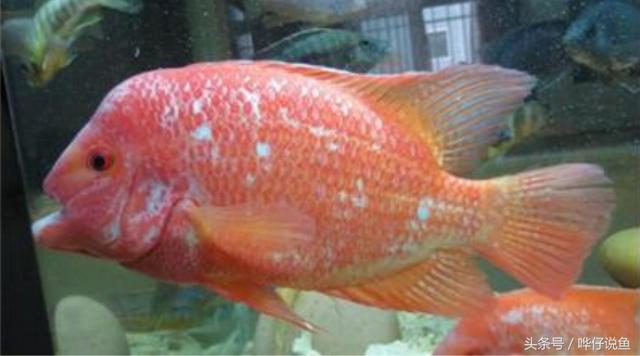 七彩杀神恶魔传奇手游