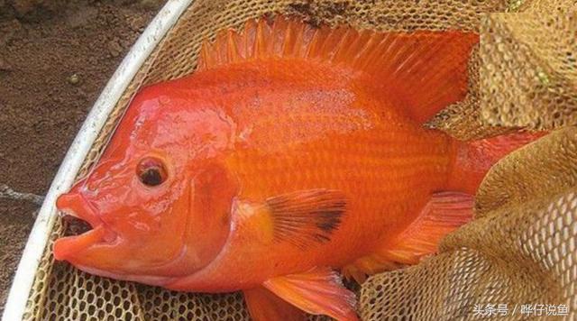 七彩杀神恶魔传奇手游