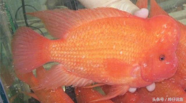 七彩杀神恶魔传奇手游